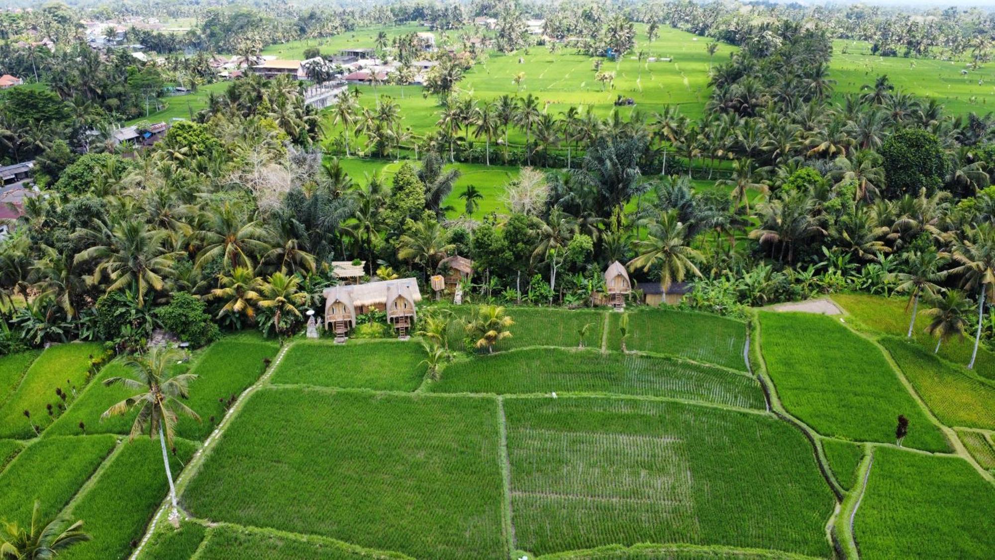 Kawig Bamboo House - Ricefield View, Eco Bamboo Home Tampaksiring ภายนอก รูปภาพ