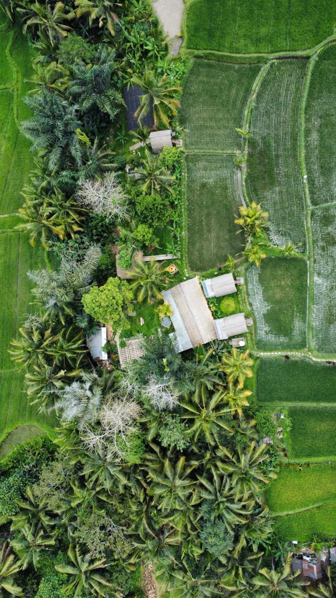 Kawig Bamboo House - Ricefield View, Eco Bamboo Home Tampaksiring ภายนอก รูปภาพ